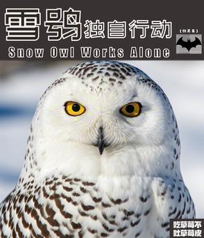 snowy owl 雪鸮